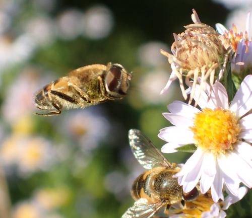 Eristalis nemorum